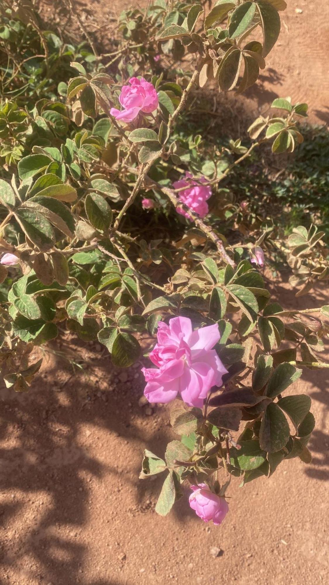 Dar Mgouna Roses Kelaat-M'Gouna Bagian luar foto