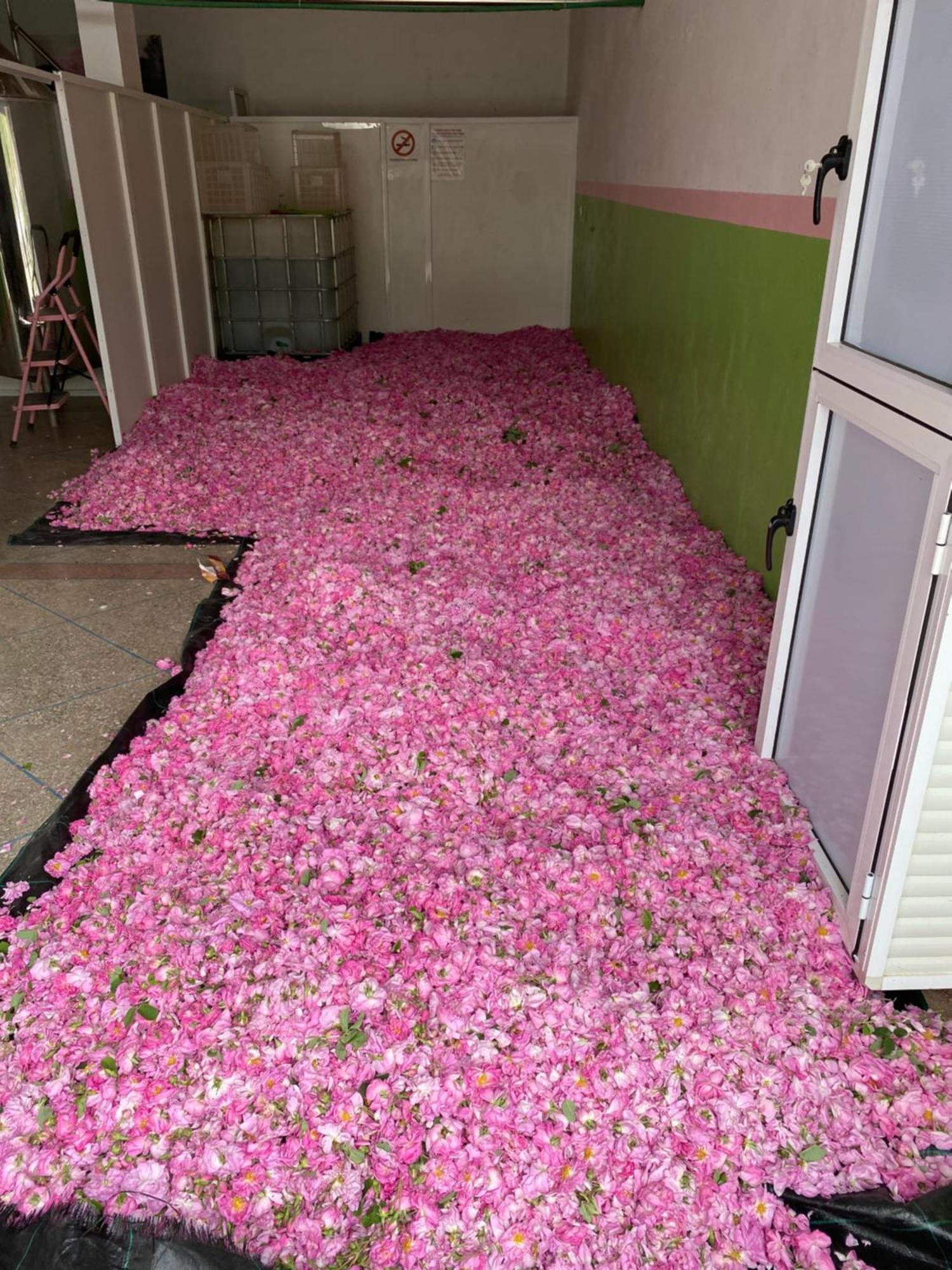 Dar Mgouna Roses Kelaat-M'Gouna Bagian luar foto