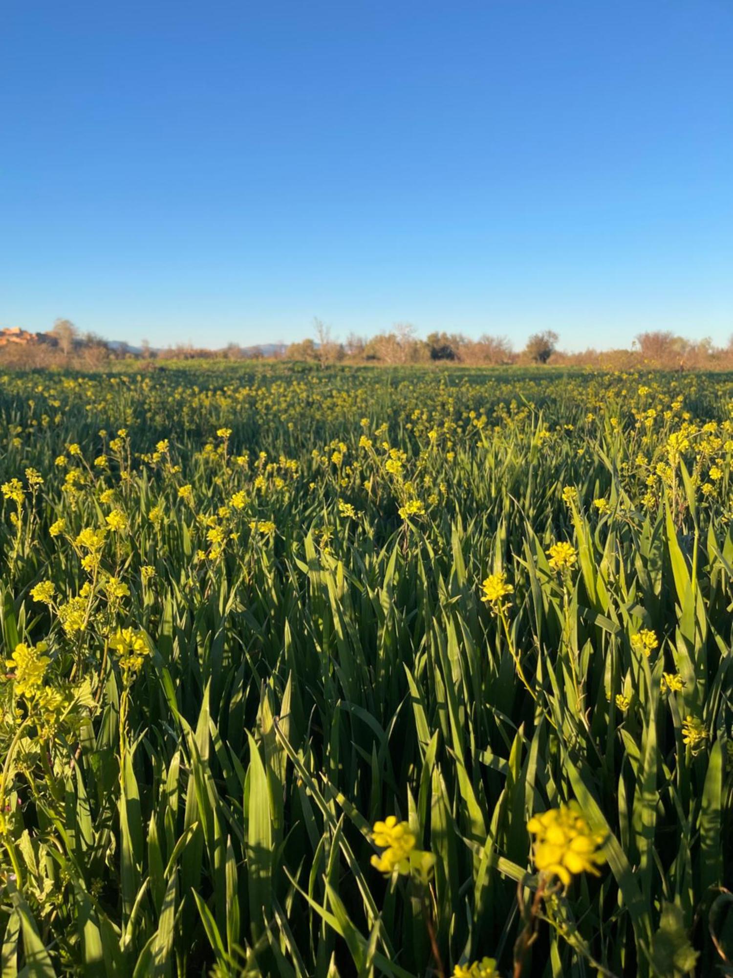 Dar Mgouna Roses Kelaat-M'Gouna Bagian luar foto